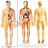 SUQ Science Can Human Body Model for Kids, Human Torso