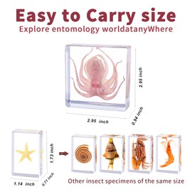 6Pcs Real Marine Specimen,Taxidermy Octopus,Fish,Crab,Starfish,Shrimp,Shell,Ocean Taxidermy Animal in Resin for Science Education,Biology Classroom,Specimen Enthusiasts,Décor,Gift,Oddities 3x3x1inch