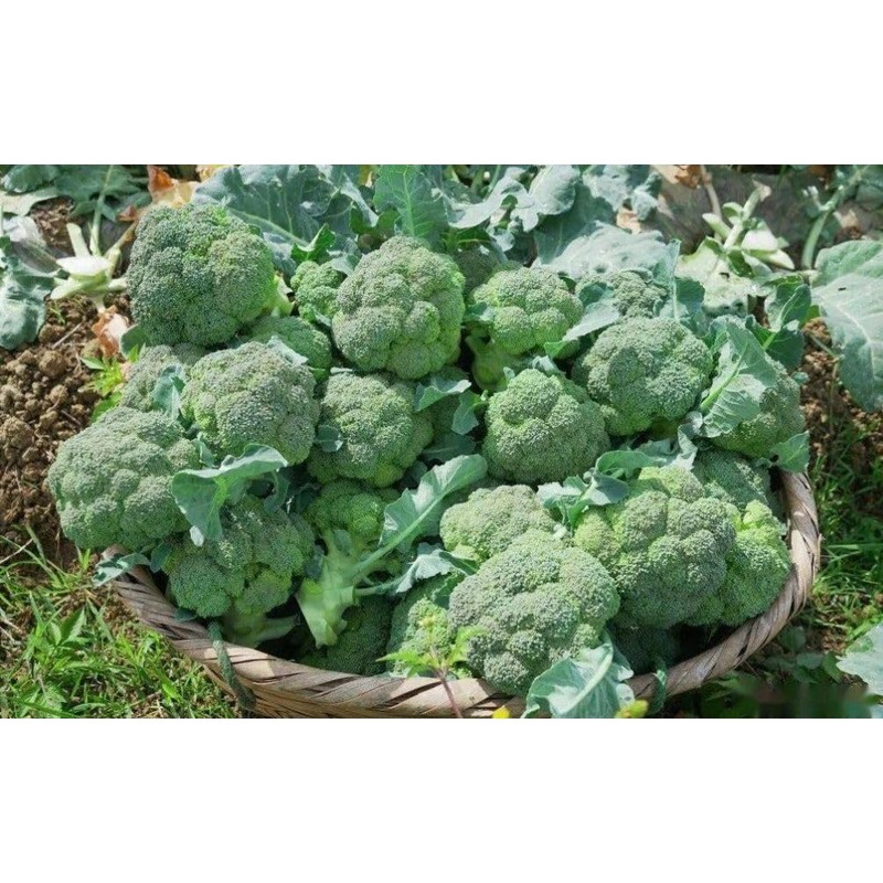 Calabrese Broccoli Seeds for Sprouting & Microgreens | 450 Seeds,