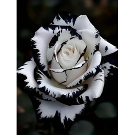 BYGFHLYW Diamond Painting Kits for Adults, White Rose Flower Diamond Art Kits for Adults Beginner, 5D DIY Full Drill Diamond Dot Gem Art Home Wall Decor 12x16inch