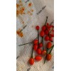 Fresh SEEDS Chile Pequin Pepper/Bird's Eye Chili Pepper (Capsicum Annuum)