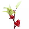 Seed-Top 50 Roselle Seeds Jamaican Sorrel Seeds Florida Cranberry Hibiscus