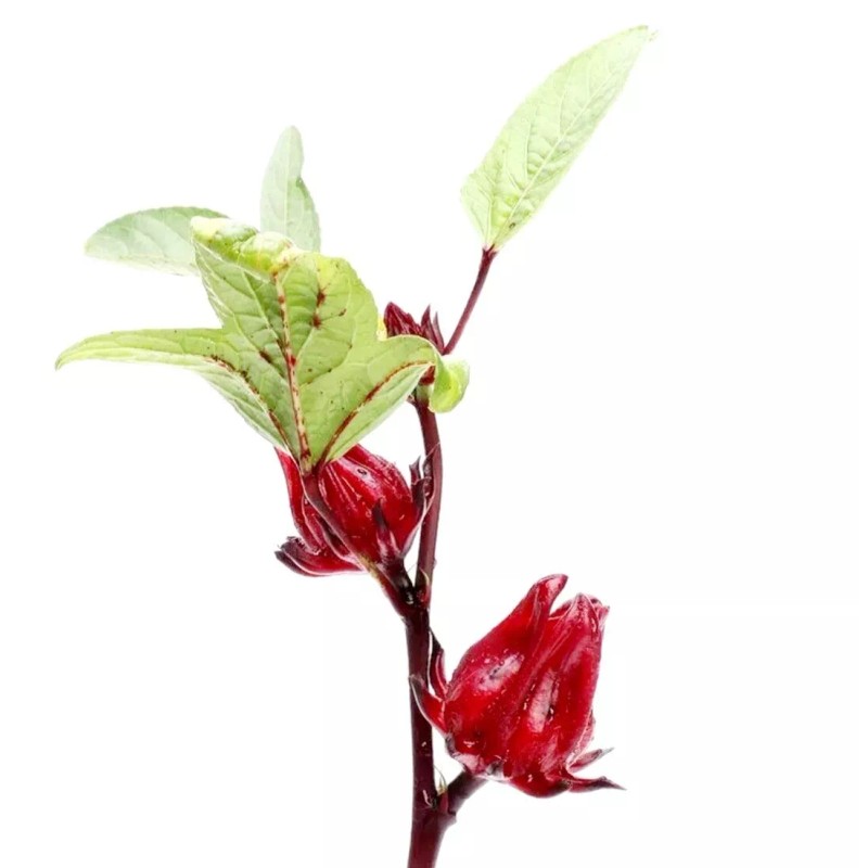 Seed-Top 50 Roselle Seeds Jamaican Sorrel Seeds Florida Cranberry Hibiscus