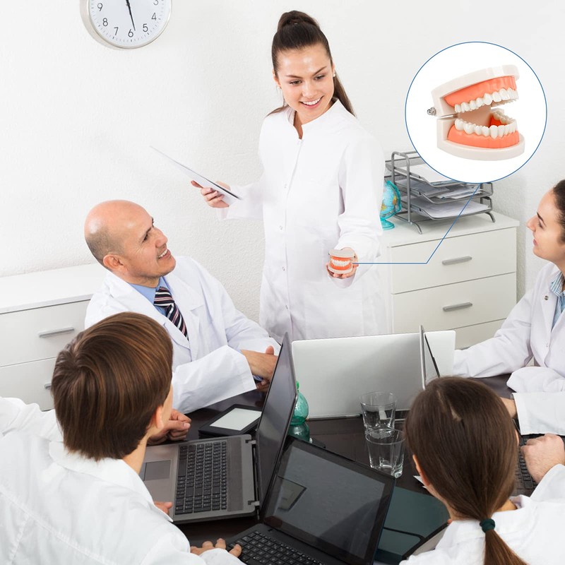 Dental Model 2 Pieces Children's Teeth Model Dental Care Model