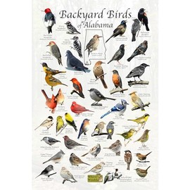 Where's Wildlife Backyard Birds of Alabama Bird Identification Poster (8" x 12")