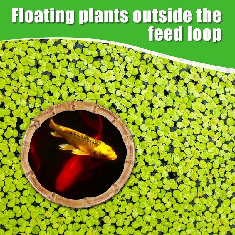 PEUTIER 2pcs Aquarium Feeding Rings, Round Fish Feeding Rings Wooden