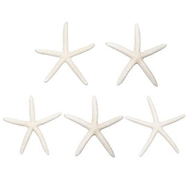 Jangostor 5 PCS Starfish 4-6 Inch Ocean Beach Starfish Natural Colorful Seashells Starfish Perfect for Wedding Decor Beach Theme Party, Home Decorations,DIY Crafts, Fish Tank
