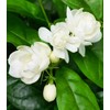 100+ Climbing Jasmine Flower Seeds for Planting-Non-GMO Jasmine Gardenia Plant