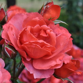 Own-Root One Gallon Hot Cocoa Floribunda Rose by Heirloom Roses