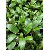 Marcus Fish Tanks - Cryptocoryne Wendtii Green Crypt Wendtii Easy