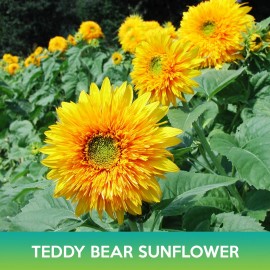 Unbranded Teddy Bear Sunflower Seed