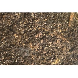 Bugzy Bugs Dwarf Purple Isopods 25 Count Trichoniscidae Sp. Bioactive Feeders Clean Up Crew for Terrarium Vivarium Calcium Source for Reptiles Gecko Frogs and Amphibians