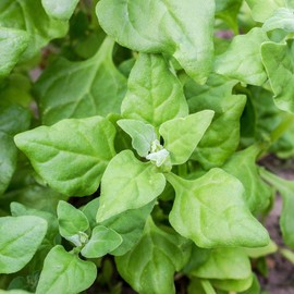 Spinach Garden Seeds - New Zealand - 1 Oz - Non-GMO Vegetable Gardening Seeds - Tetragonia tetragonoides