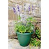 Stewart 2002019 33 cm Essentials Planter - Dark Green