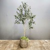 Artificial Olive Tree,Artificial Tree,Silk Tree,Artificial Silk Plant,Artificial Olive Tree 6