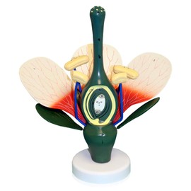 Isaac Technologies IC-B10307 Dicot Flower Model | 8X Enlarged | Can be Disassembled | Important Structures are Numbered | Mounted on a Stand | W Key Card