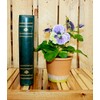 Worth Imports 10" Blue Pansy in 4" Pot Plant