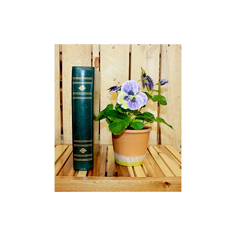 Worth Imports 10" Blue Pansy in 4" Pot Plant