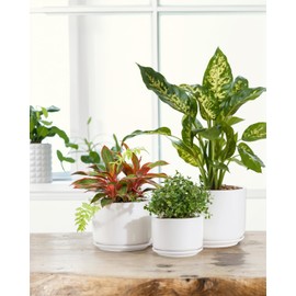 EFISPSS Plant Pots, 4+5+6 Inch Pots for Indoor Plants, Ceramic Planter Pot with Drainage Hole, Flower Pots for Succulent Cactus, Set of 3 - White