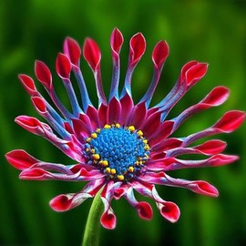 150+ Seed African Rare Daisy Seeds for Planting Outdoor-Non-GMO Heirloom Gerber Daisy Perennial Garden Flower Seeds
