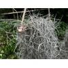 Photon Reef Live Flowering Spanish Moss Hanging on Oak Branch