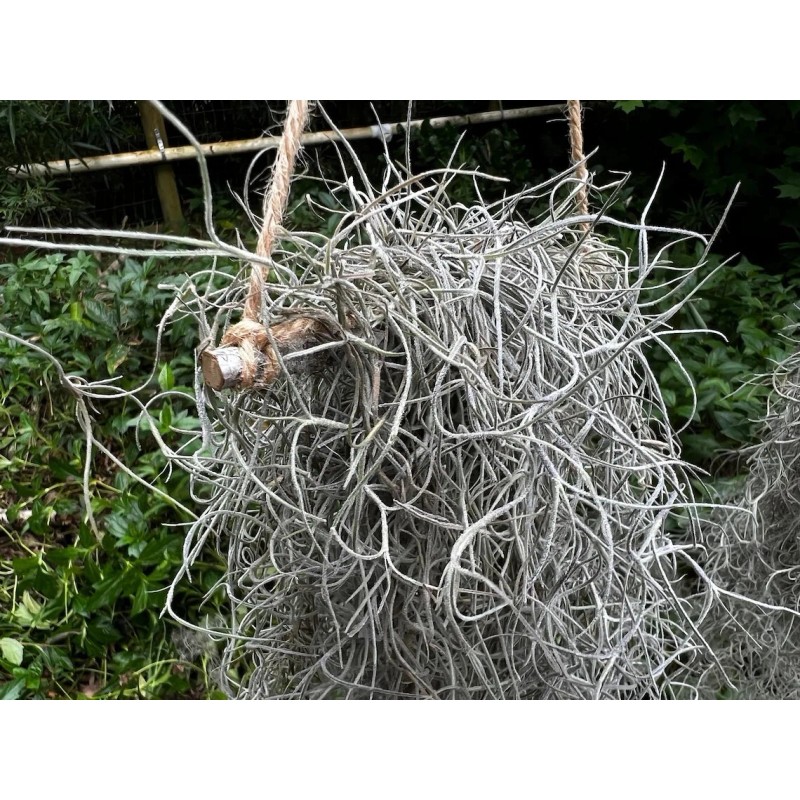Photon Reef Live Flowering Spanish Moss Hanging on Oak Branch