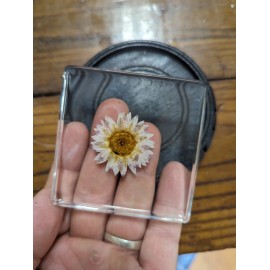 Helipterum Roseum, Rose Paper Daisy Flower , Preserved In Resin, Plant Taxidermy