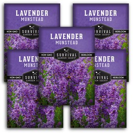 Munstead Lavender Seed for Planting - 5 Packets with Instructions to Plant and Grow Compact Lavandula Angustifolia Bushes in Your Home Garden - Non-GMO Heirloom Variety - Survival Garden Seeds