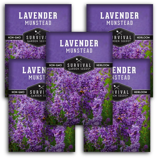 Munstead Lavender Seed for Planting - 5 Packets with Instructions