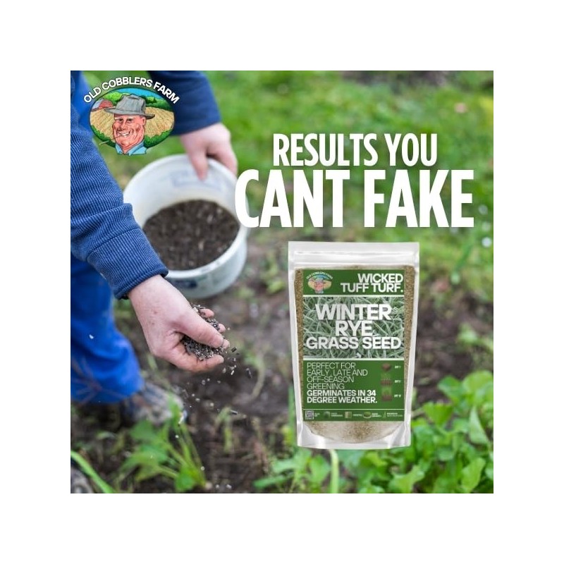 Winter Rye Grass Seed Grass Fall Mix Ryegrass Seeds for