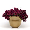 Outsidepride Burgundy Velour Easy Wave Petunia Flower Seeds - 15