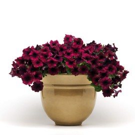 Outsidepride Burgundy Velour Easy Wave Petunia Flower Seeds - 15 Seeds