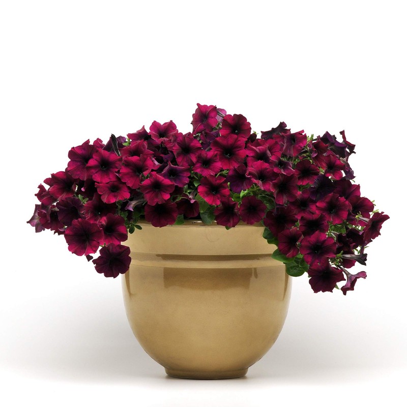 Outsidepride Burgundy Velour Easy Wave Petunia Flower Seeds - 15