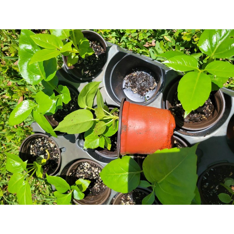 Unbranded Umbrella Tree Schefflera actinophylla