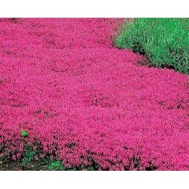 20000+ Red Creeping Thyme Seeds Ground Cover Plant Seeds Perennial- Non-GMO Heirloom Flower Creeping Thyme Seeds for Planting