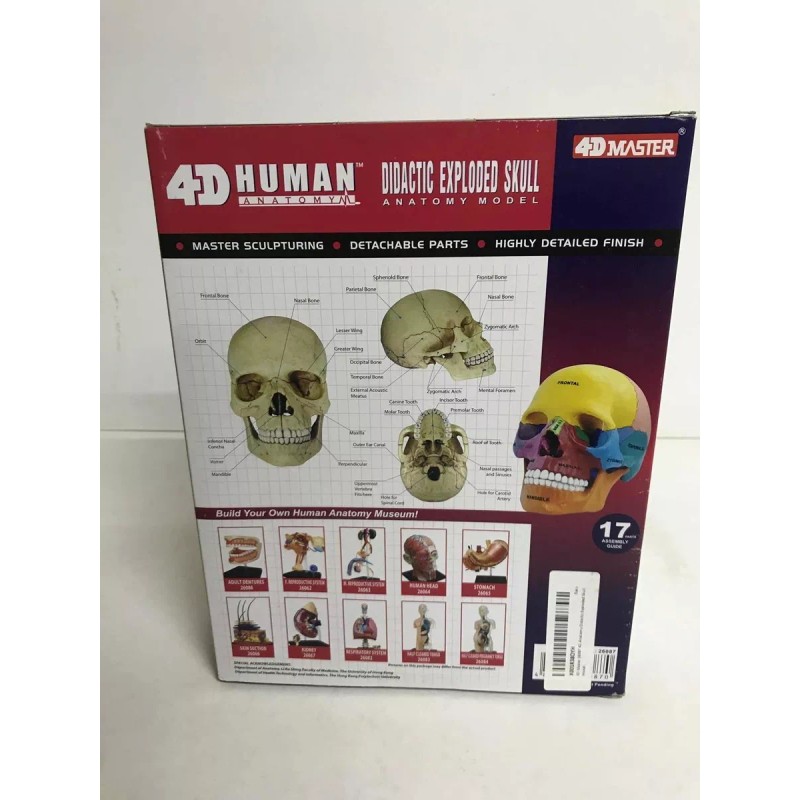 4D Master Craneo Humano Colores Desarmable Didactico 1:2 4d Master
