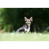 Aiminto Rope Pro Training Dog Collar, Knople Round Martingale Collar,