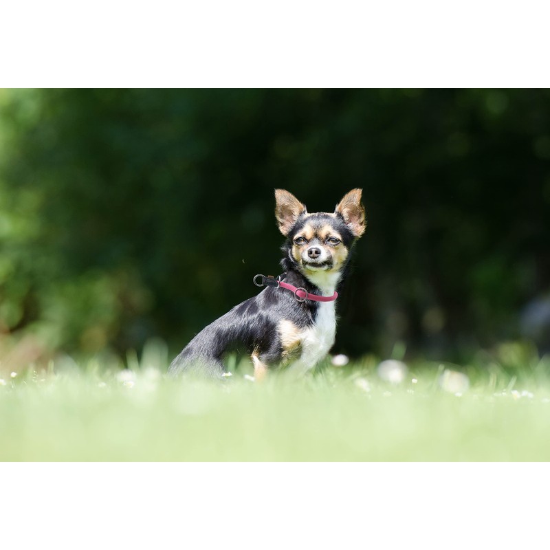 Aiminto Rope Pro Training Dog Collar, Knople Round Martingale Collar,