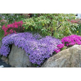 KIRA SEEDS - Seeds Rock Cress Hybrid Mix - (Lilacbush Aubrieta) - Perennial Flowers for Planting - GMO Free 100 Seeds
