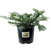 Spreading Japanese Plum Yew - Live Plant - 3 Gallon