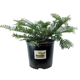 Spreading Japanese Plum Yew - Live Plant - 3 Gallon Pot