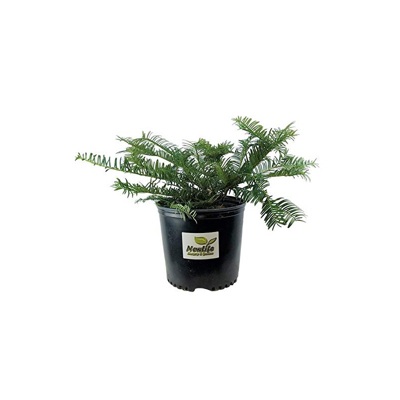 Spreading Japanese Plum Yew - Live Plant - 3 Gallon