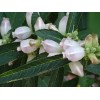 Fresh CHELONE GLABRA WHITE TURTLEHEAD FLOWER 100 SEEDS NATIVE Perennial