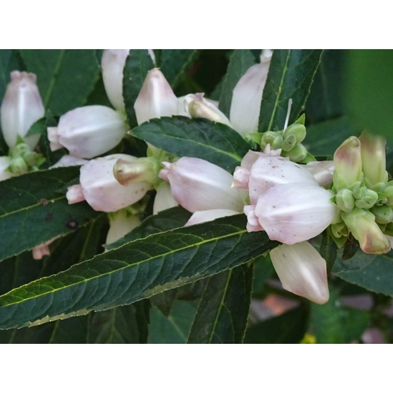 Fresh CHELONE GLABRA WHITE TURTLEHEAD FLOWER 100 SEEDS NATIVE Perennial