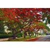 Tree Royal Poinciana - Flamboyant - Flame Tree - 3-6"