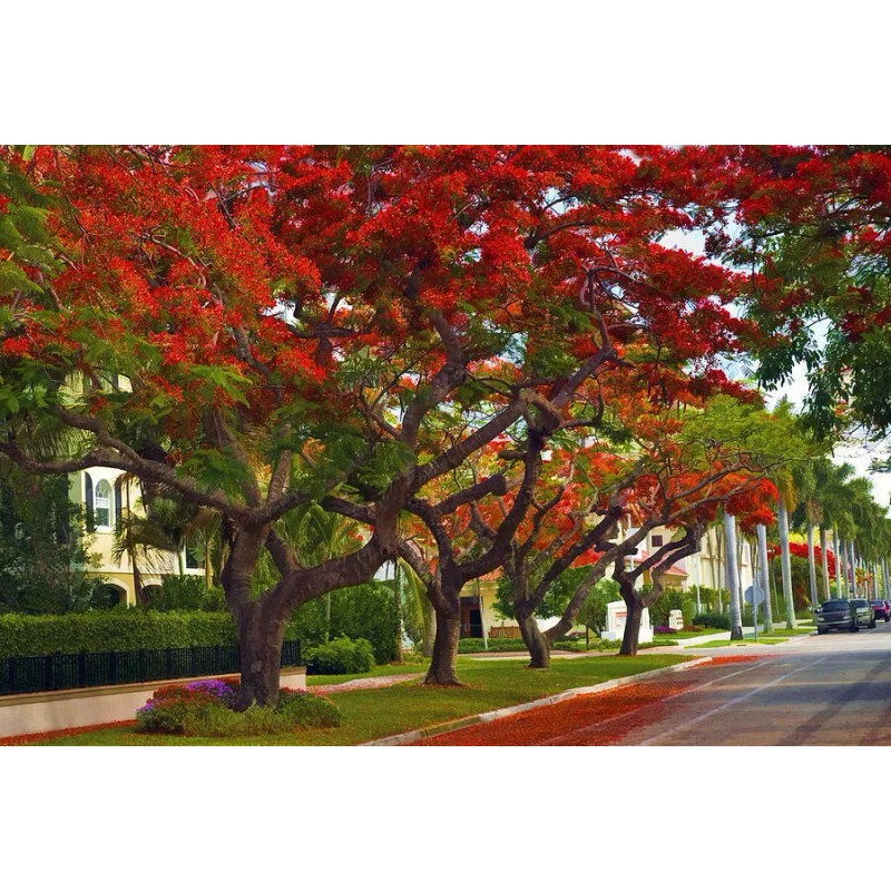 Tree Royal Poinciana - Flamboyant - Flame Tree - 3-6"