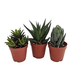 Super Sale - Haworthia Collection 3 Plants - Easy to Grow/Hard to Kill - 2" Pot