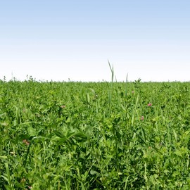 Outsidepride Gardenway Cover Crop Seed - 10 LB