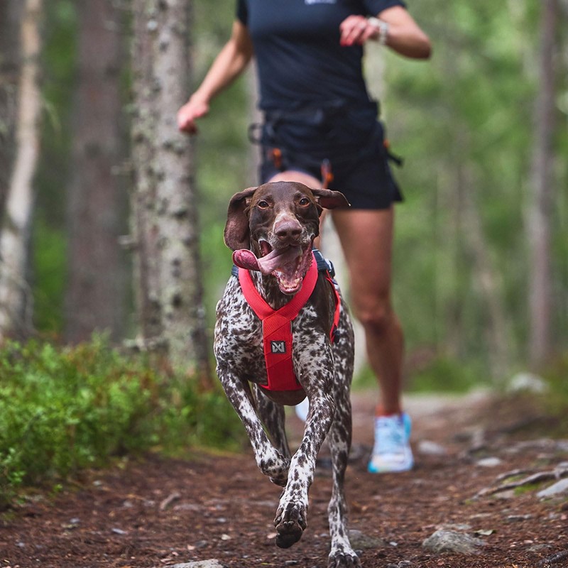 Non-stop dogwear FREEMOTION Harness 5.0 |111| Dog Harness for All