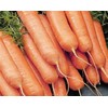 1200 Little Finger Carrot Seeds for Planting Heirloom Non-GMO 2+